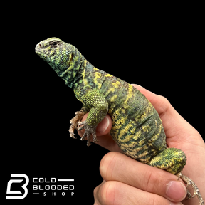 Bebé Uromastyx adornado