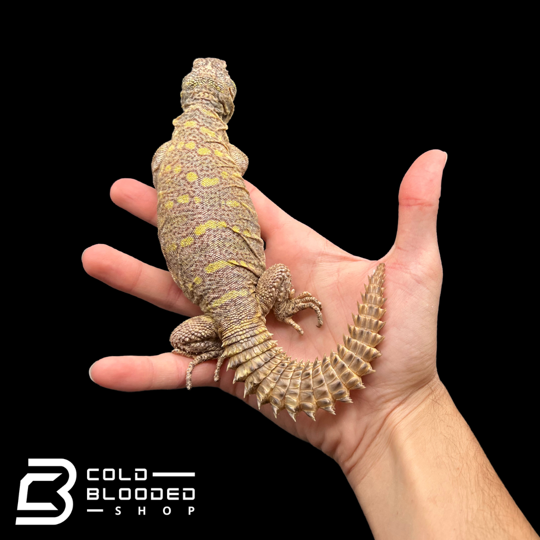 Bebé Uromastyx adornado