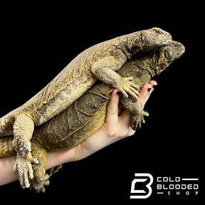 Adult Egyptian Uromastyx - Uromastyx aegyptia