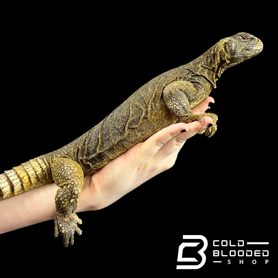 Adult Egyptian Uromastyx - Uromastyx aegyptia