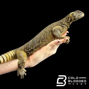 Adult Egyptian Uromastyx - Uromastyx aegyptia