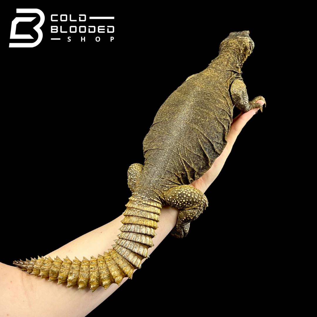 Adult Egyptian Uromastyx - Uromastyx aegyptia