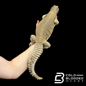 Adult Egyptian Uromastyx - Uromastyx aegyptia