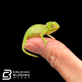 Baby Veiled Chameleons - Chamaeleo calyptratus