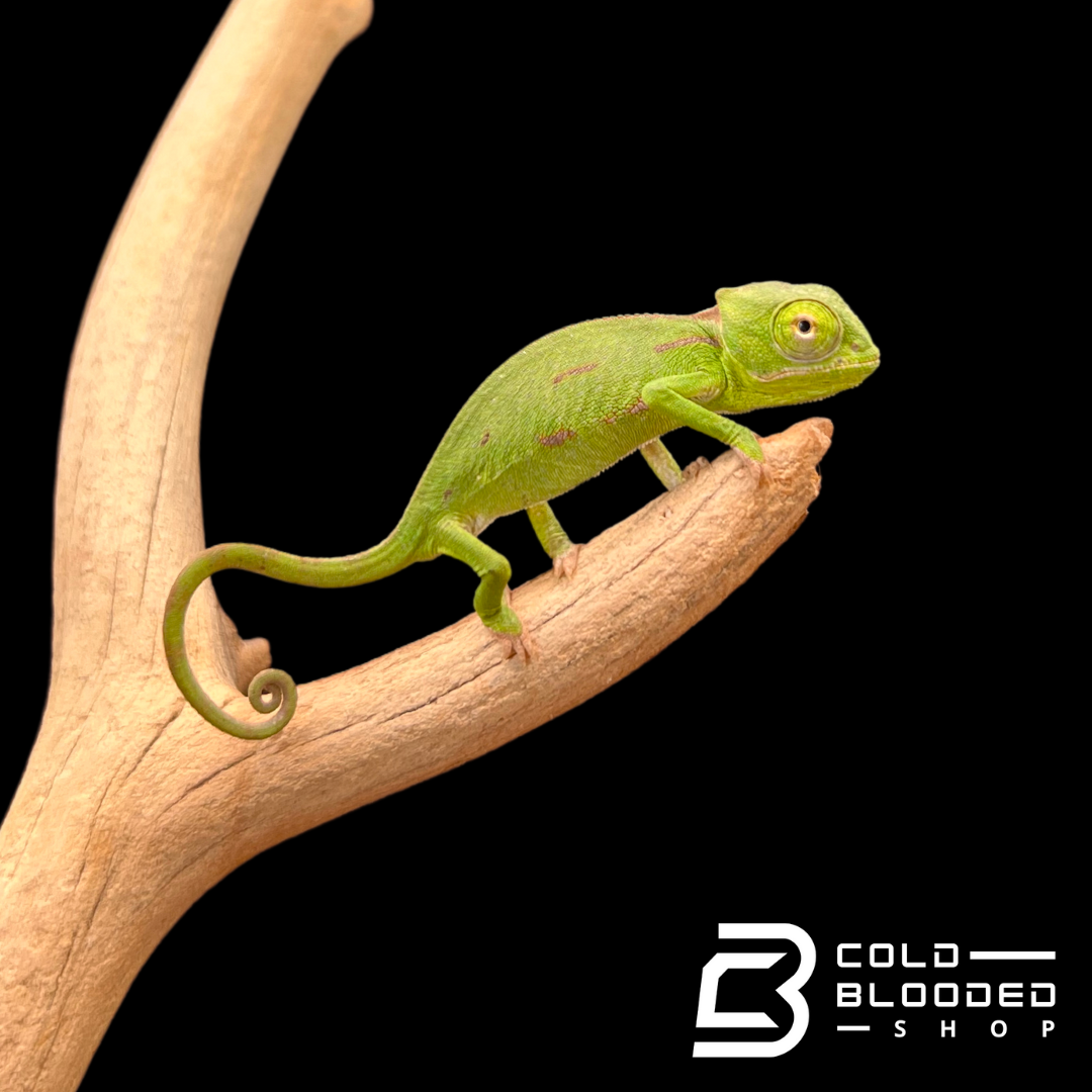 Baby Veiled Chameleons - Chamaeleo calyptratus