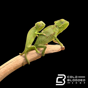 Baby Veiled Chameleons - Chamaeleo calyptratus