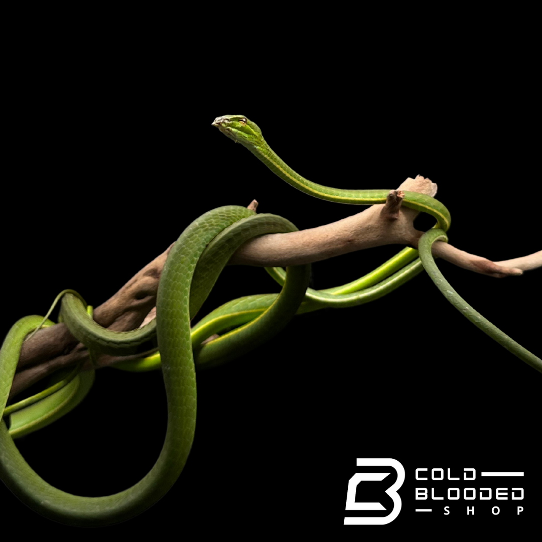 Asian Vine Snakes - Ahaetulla nasuta