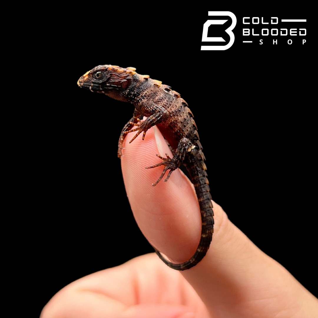 Baby White Eyed Crocodile Skink - Tribolonotus novaeguineae - Cold Blooded Shop