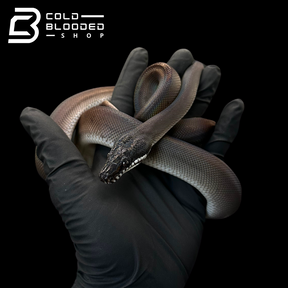 Southern White Liped Python Juvenile Southern White Lipped Pythons - Bothrochilus meridionalis
