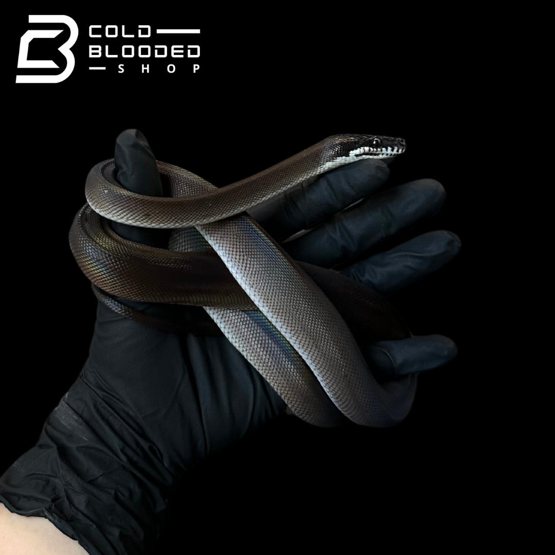 Southern White Liped Python Juvenile Southern White Lipped Pythons - Bothrochilus meridionalis