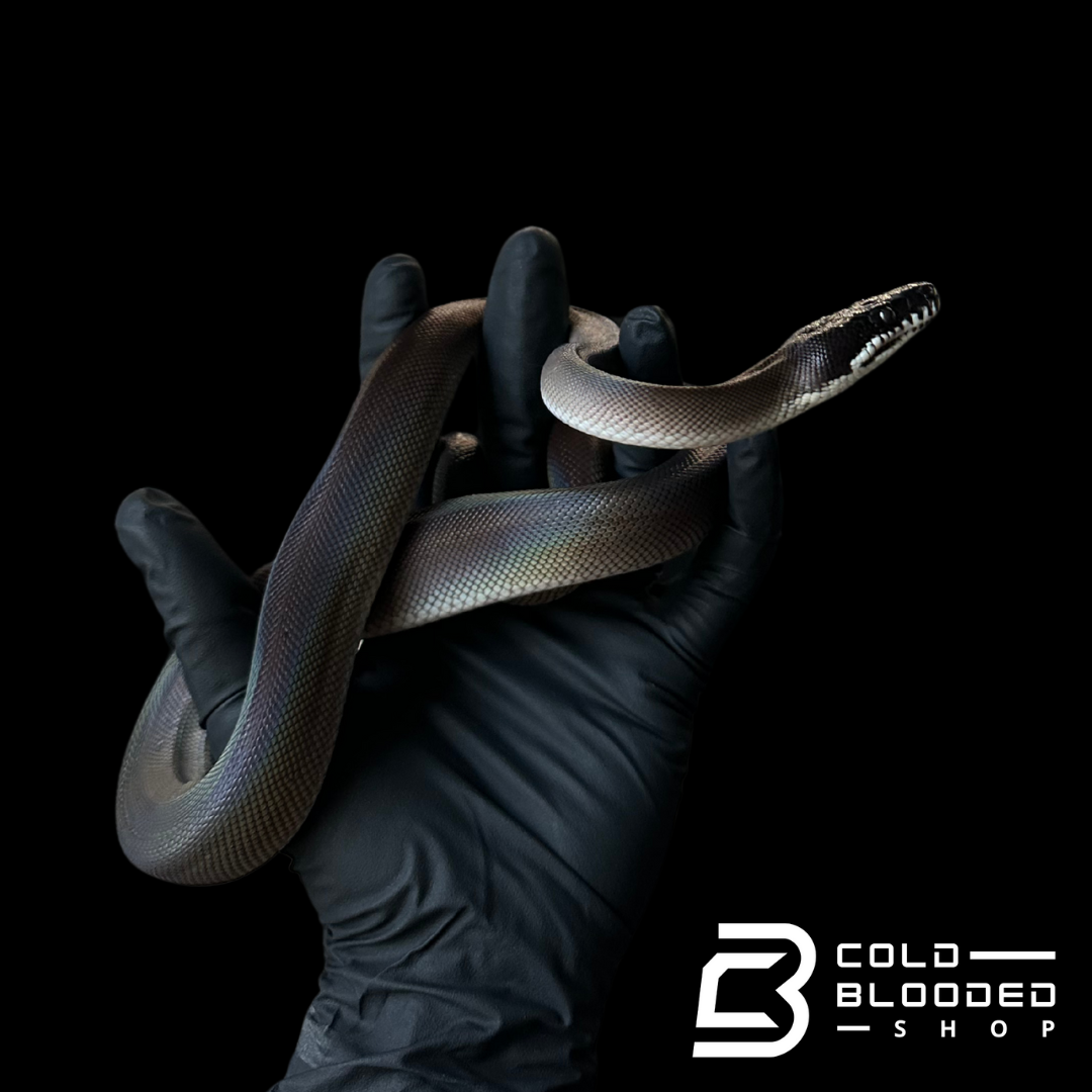 Southern White Liped Python Juvenile Southern White Lipped Pythons - Bothrochilus meridionalis