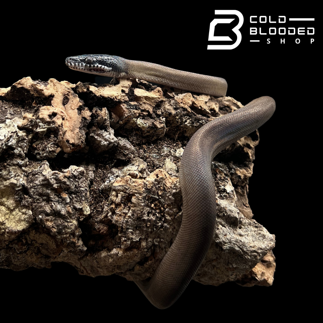 Baby Southern White Lipped Python - Bothrochilus meridionalis