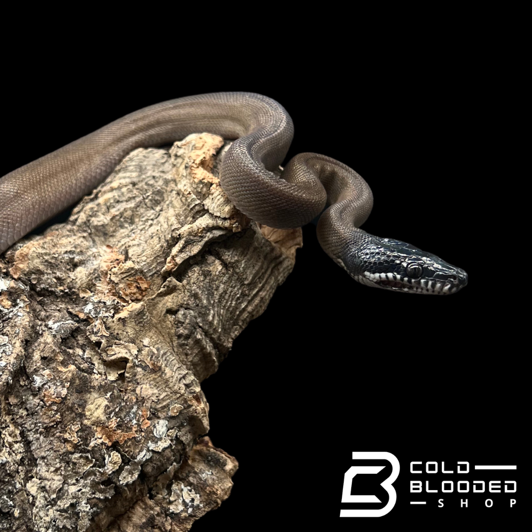 Baby Southern White Lipped Python - Bothrochilus meridionalis