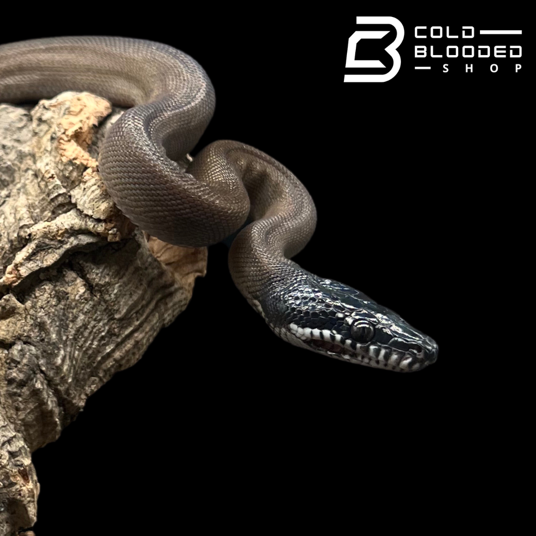 Baby Southern White Lipped Pythons - Bothrochilus meridionalis