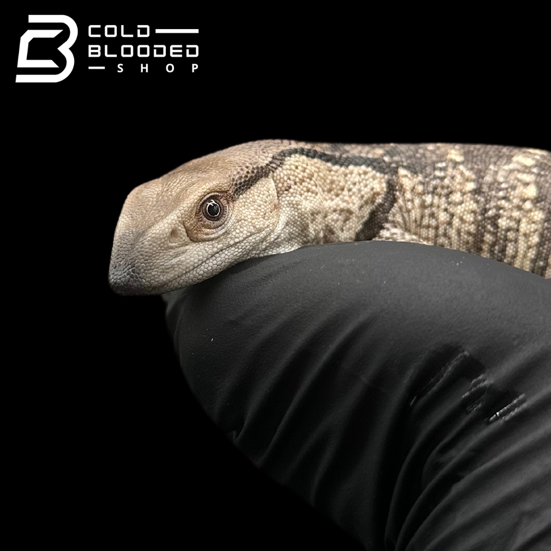 USCB Baby Mozambique White-throated Monitor - Varanus albigularis albigularis