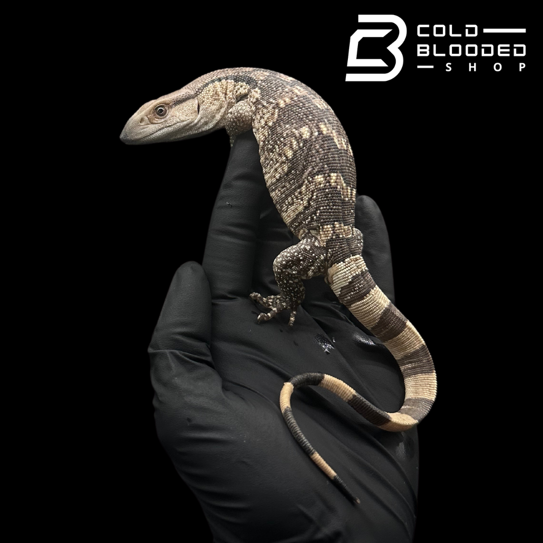 USCB Baby Mozambique White-throated Monitor - Varanus albigularis albigularis