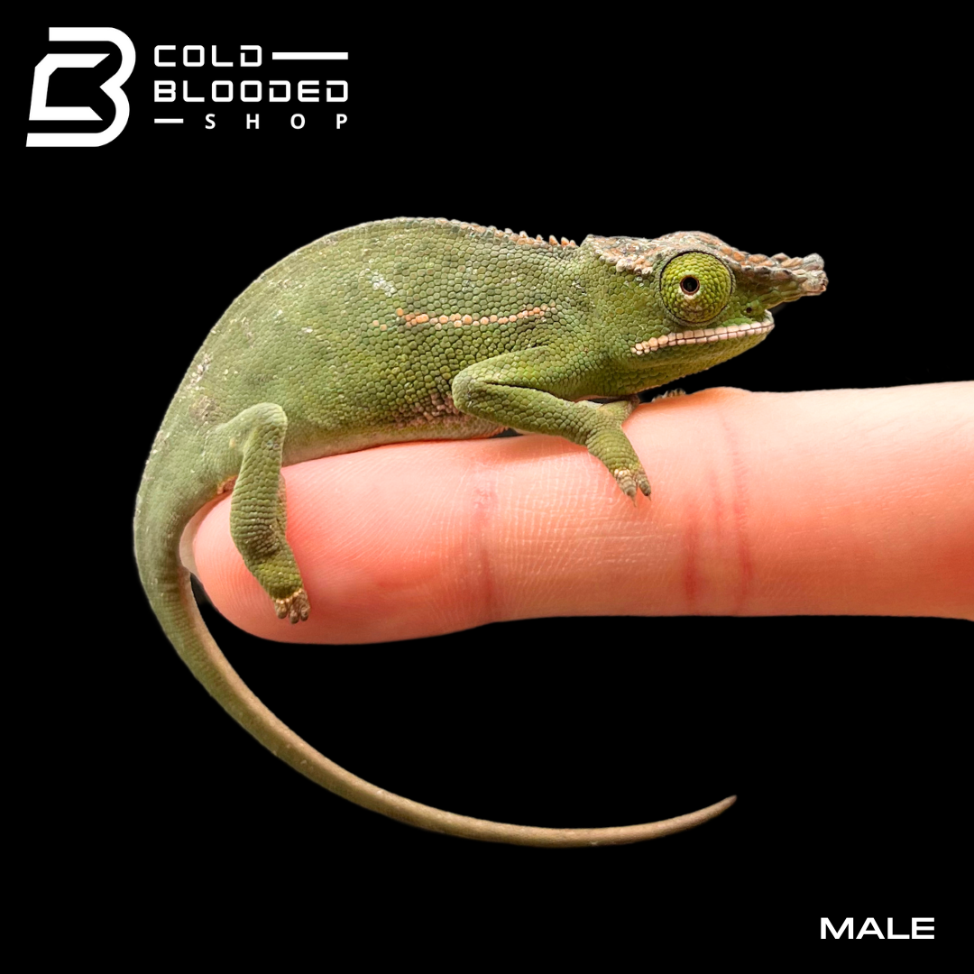 Canopy Chameleons - Furcifer willsii - Cold Blooded Shop