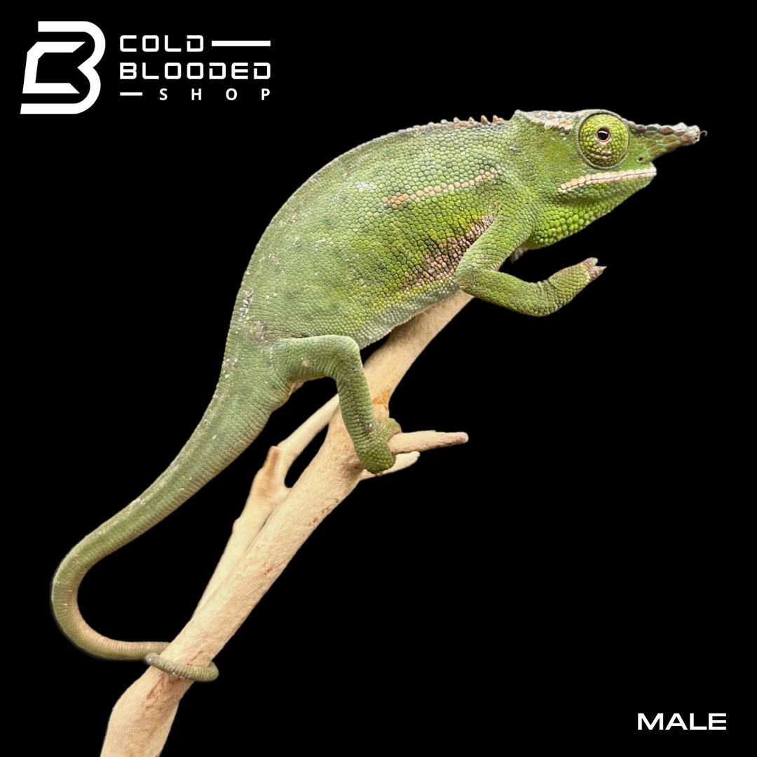 Canopy Chameleons - Furcifer willsii