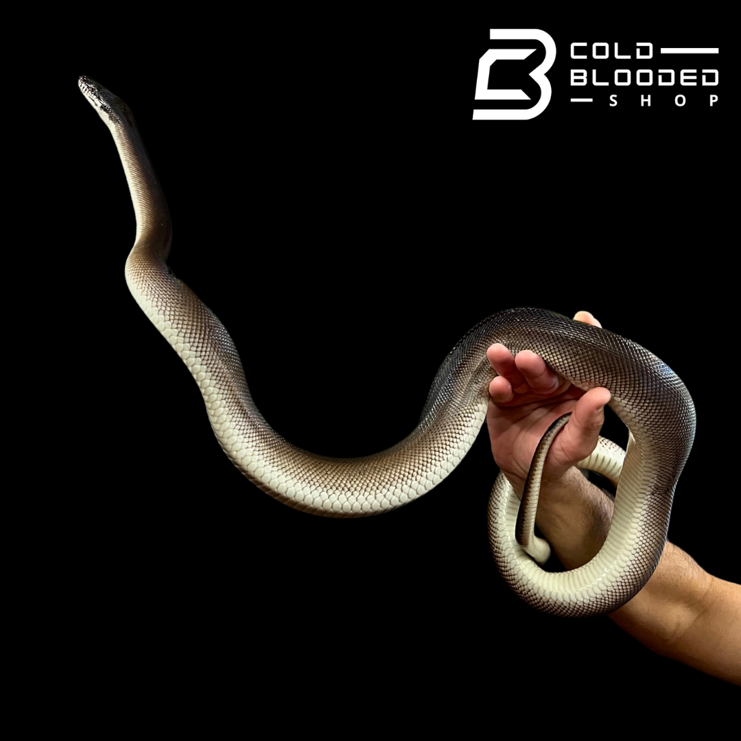 Southern White Liped Python Male Southern White Lipped Python - Leiopython albertisii