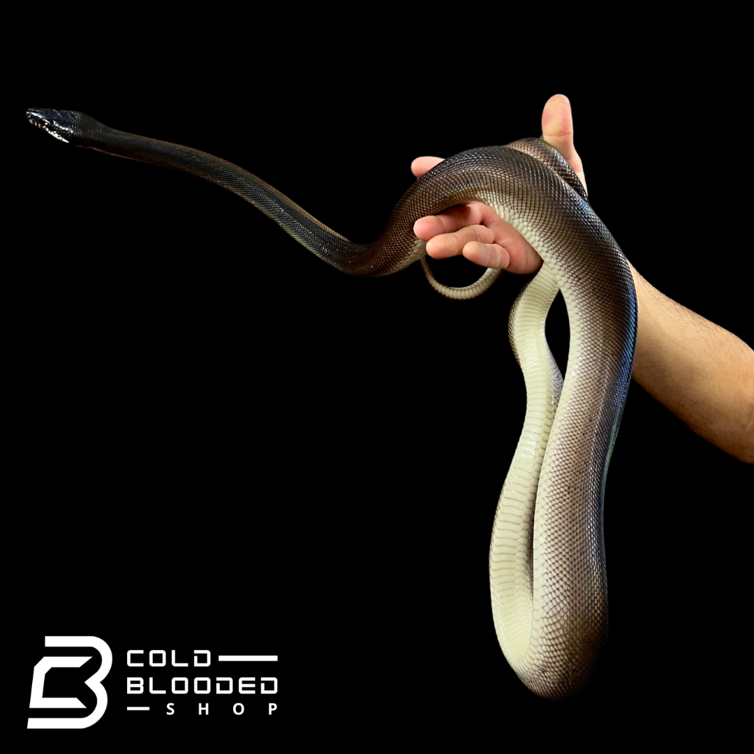 Southern White Liped Python Male Southern White Lipped Python - Leiopython albertisii