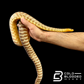 Male Woma Python - Aspidites ramsayi