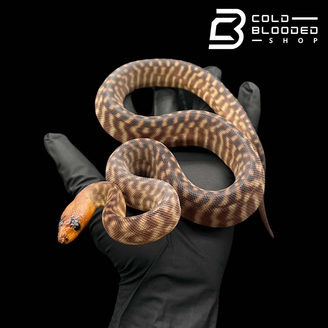 Juvenile Female Woma Python - Aspidites ramsayi