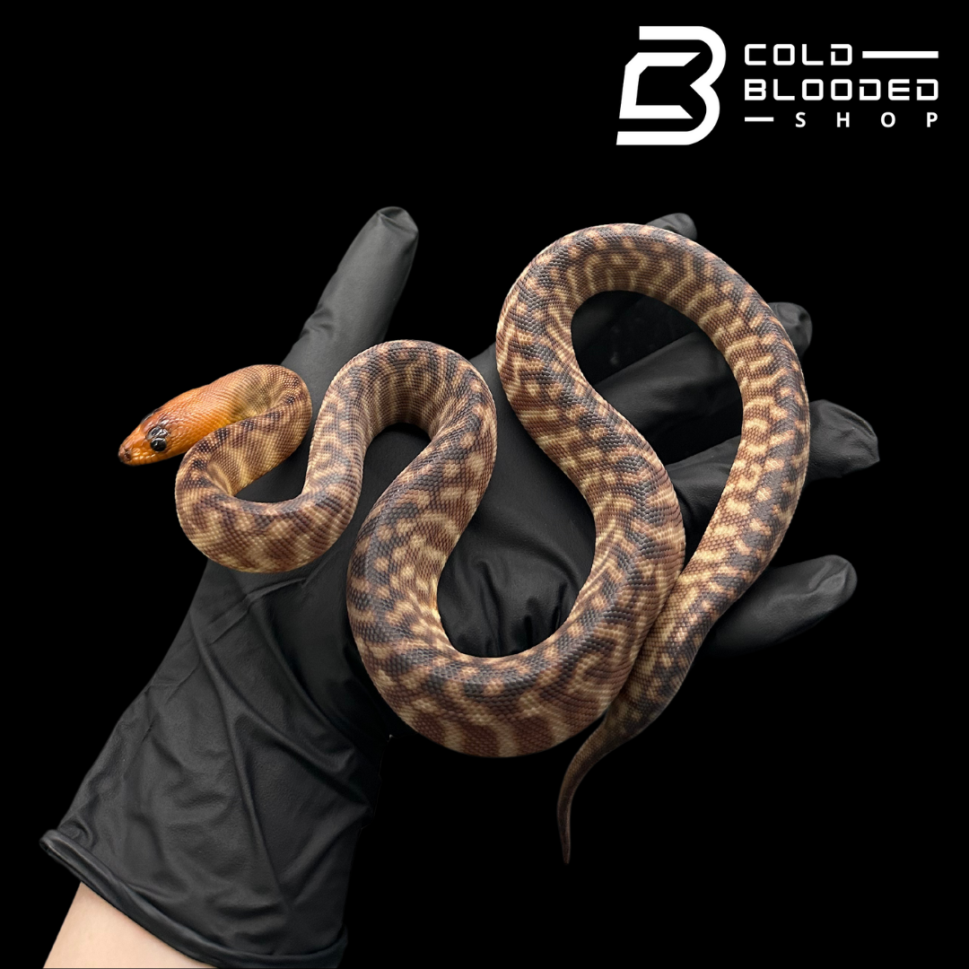 Juvenile Female Woma Python - Aspidites ramsayi