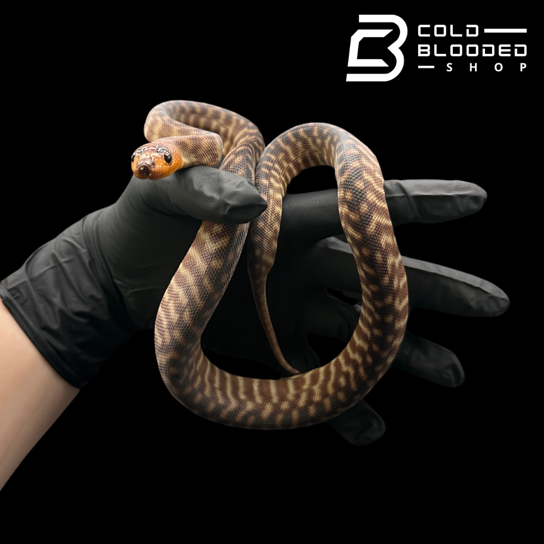 Juvenile Female Woma Python - Aspidites ramsayi