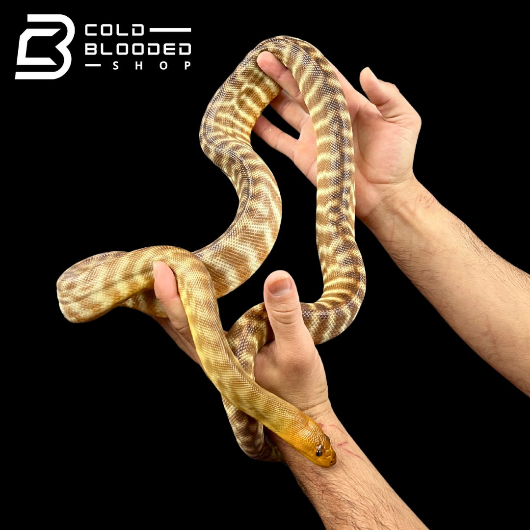 Male Woma Python - Aspidites ramsayi