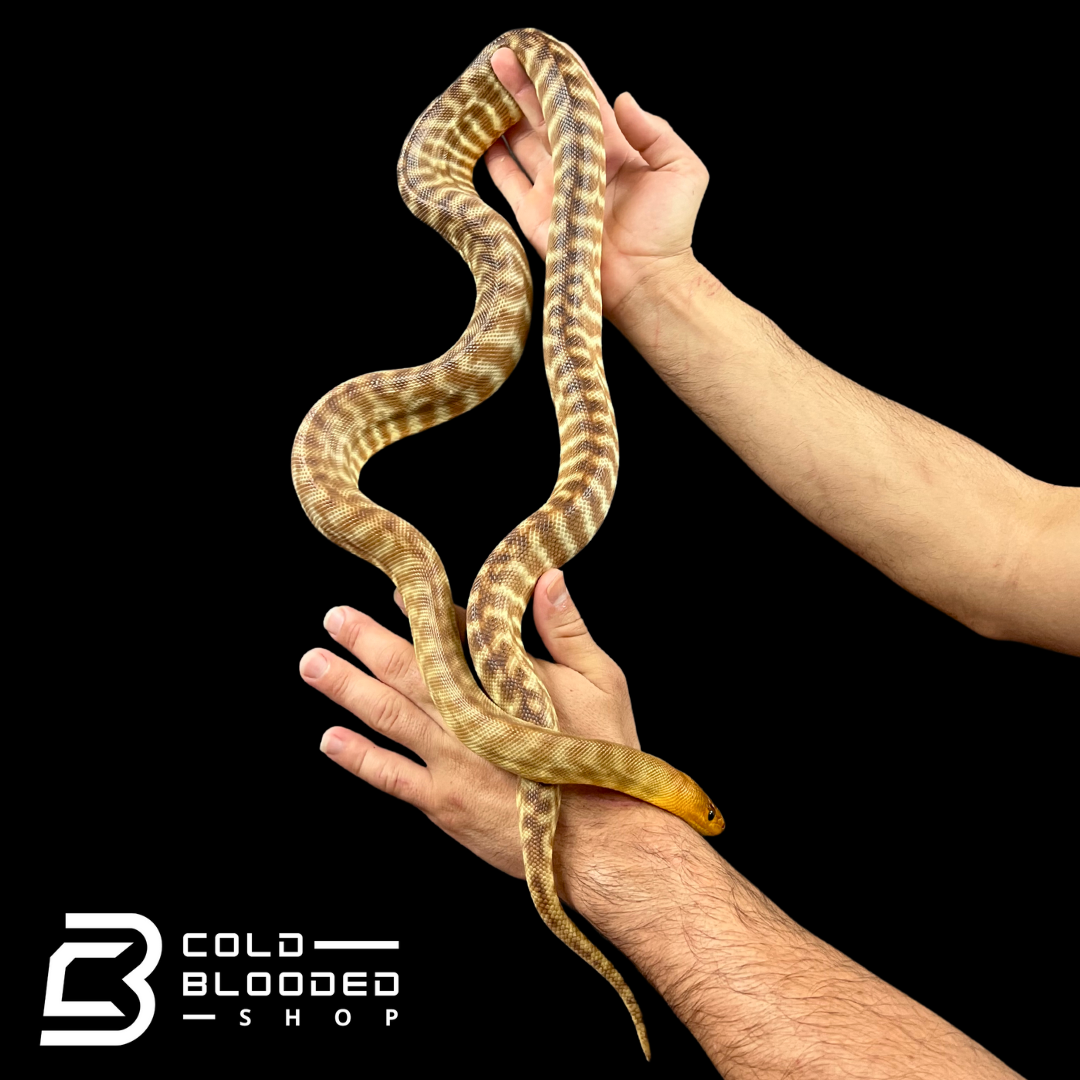 Woma Python Ramsayi Male Woma Python - Aspidites ramsayi