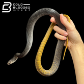 Yearling Yellow Tailed Cribo - Drymarchon corais - Cold Blooded Shop