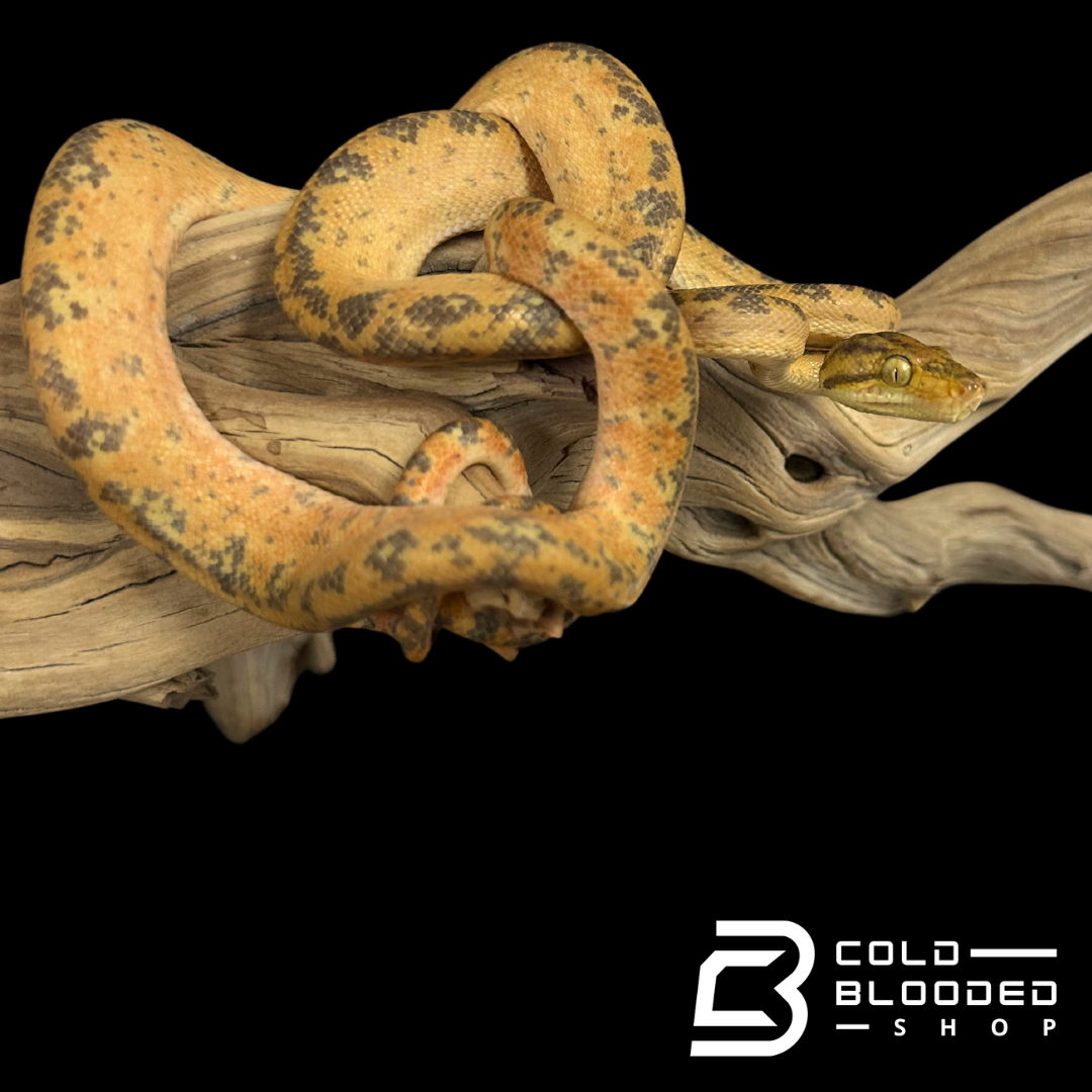 CBB Zoo Stock Yellow Amazon Tree Boa - Corallus hortulanus