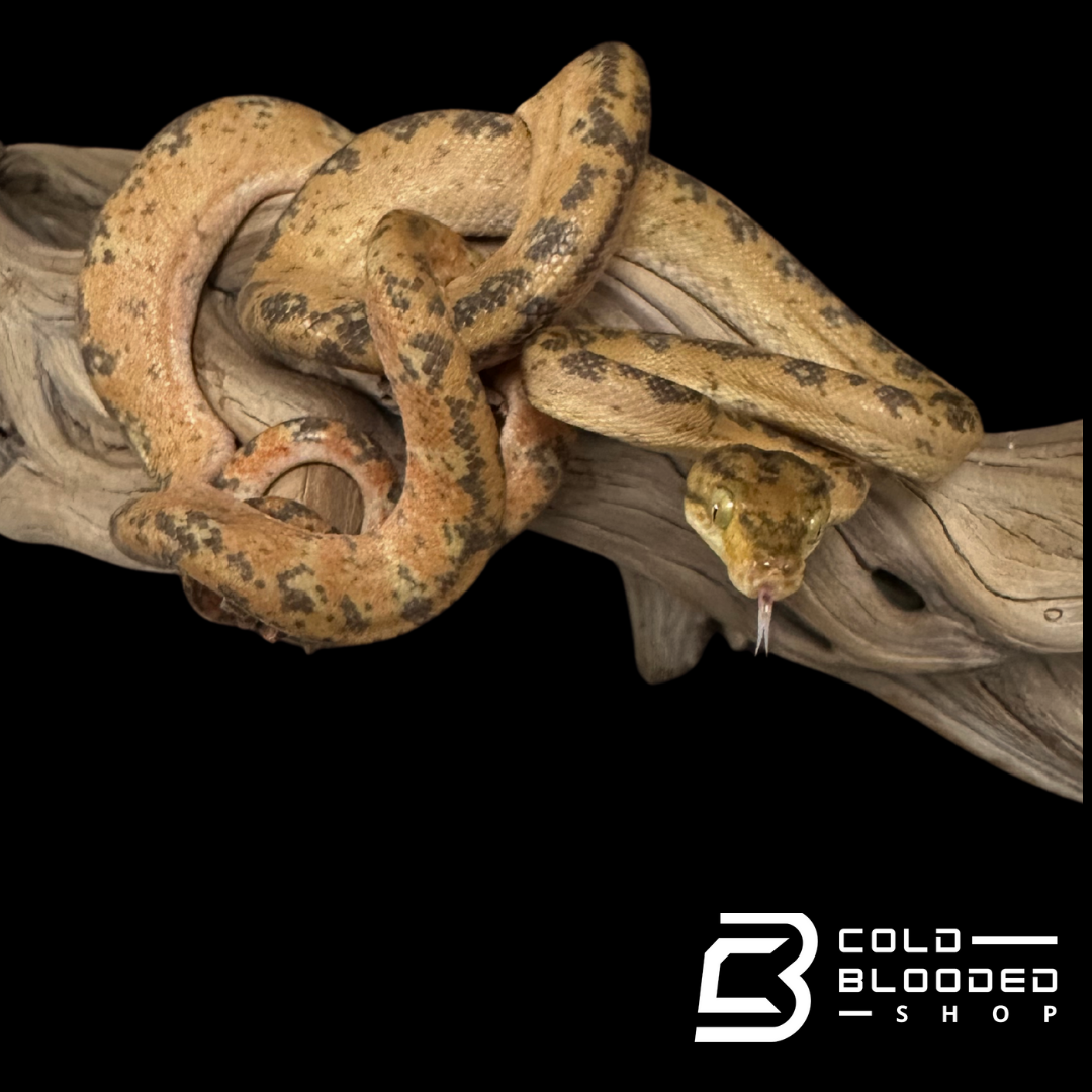 CBB Zoo Stock Yellow Amazon Tree Boa - Corallus hortulanus