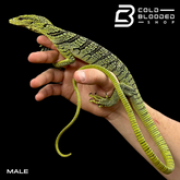 Adult Male Yellow Tree Monitor - Varanus reisingeri