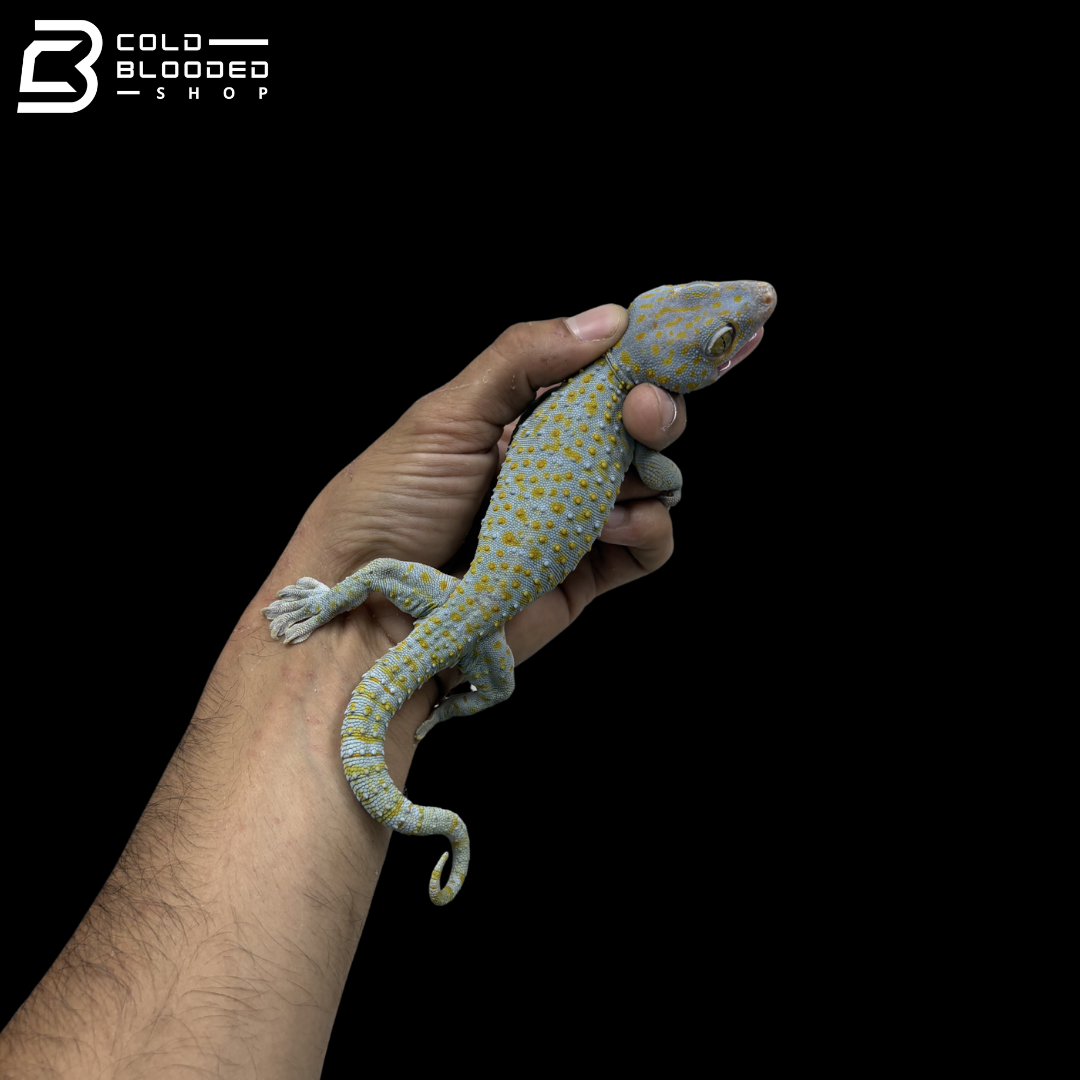 Adult Yellow Spot Tokay Gecko - Gekko gecko