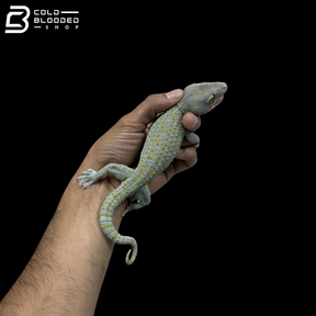 Adult Yellow Spot Tokay Gecko - Gekko gecko