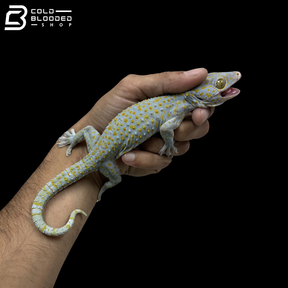 Adult Yellow Spot Tokay Gecko - Gekko gecko