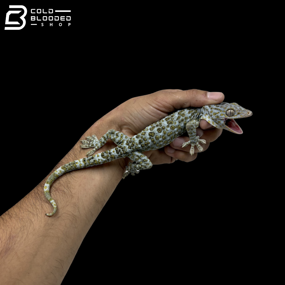 Adult Yellow Spot Tokay Gecko - Gekko gecko