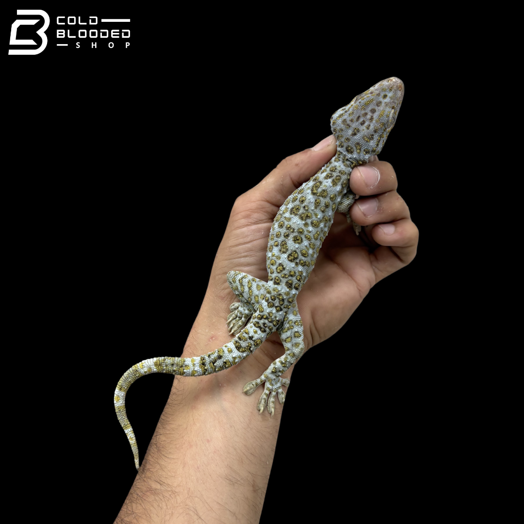 Adult Yellow Spot Tokay Gecko - Gekko gecko