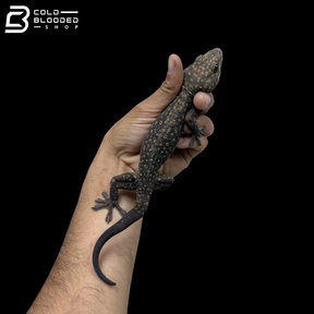 Adult Yellow Spot Diablo Tokay Gecko - Gekko gecko