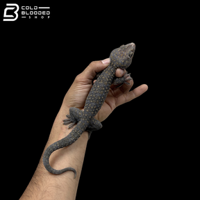 Adult Yellow Spot Diablo Tokay Gecko - Gekko gecko