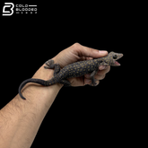 Adult Yellow Spot Diablo Tokay Gecko - Gekko gecko