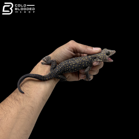 Adult Yellow Spot Diablo Tokay Gecko - Gekko gecko