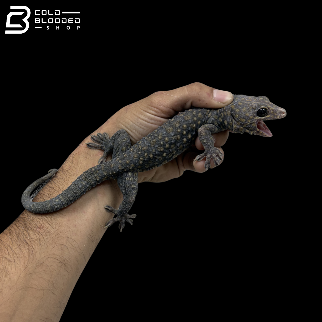 Adult Yellow Spot Diablo Tokay Gecko - Gekko gecko