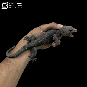 Adult Yellow Spot Diablo Tokay Gecko - Gekko gecko