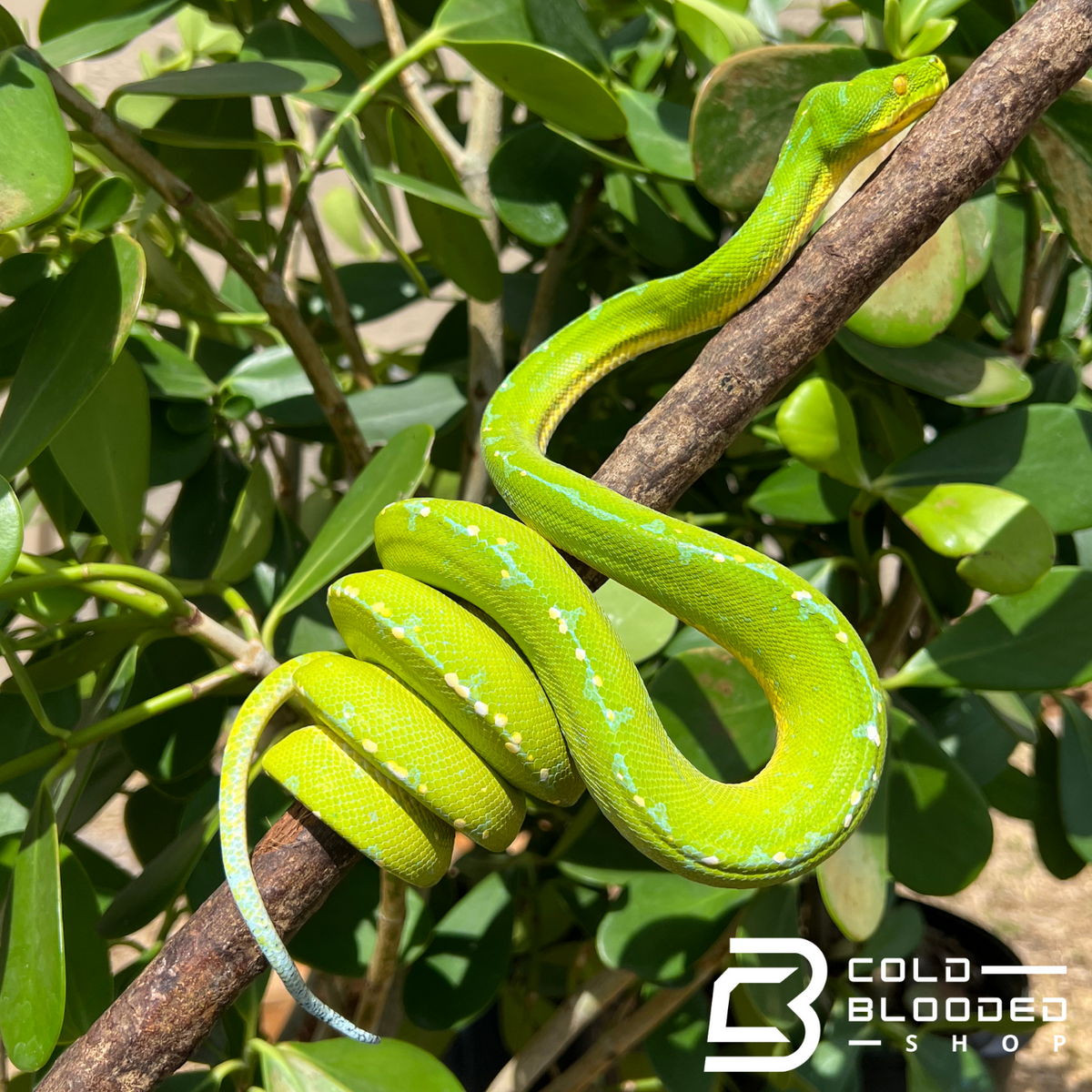 Green Tree Python - Cold Blooded Shop