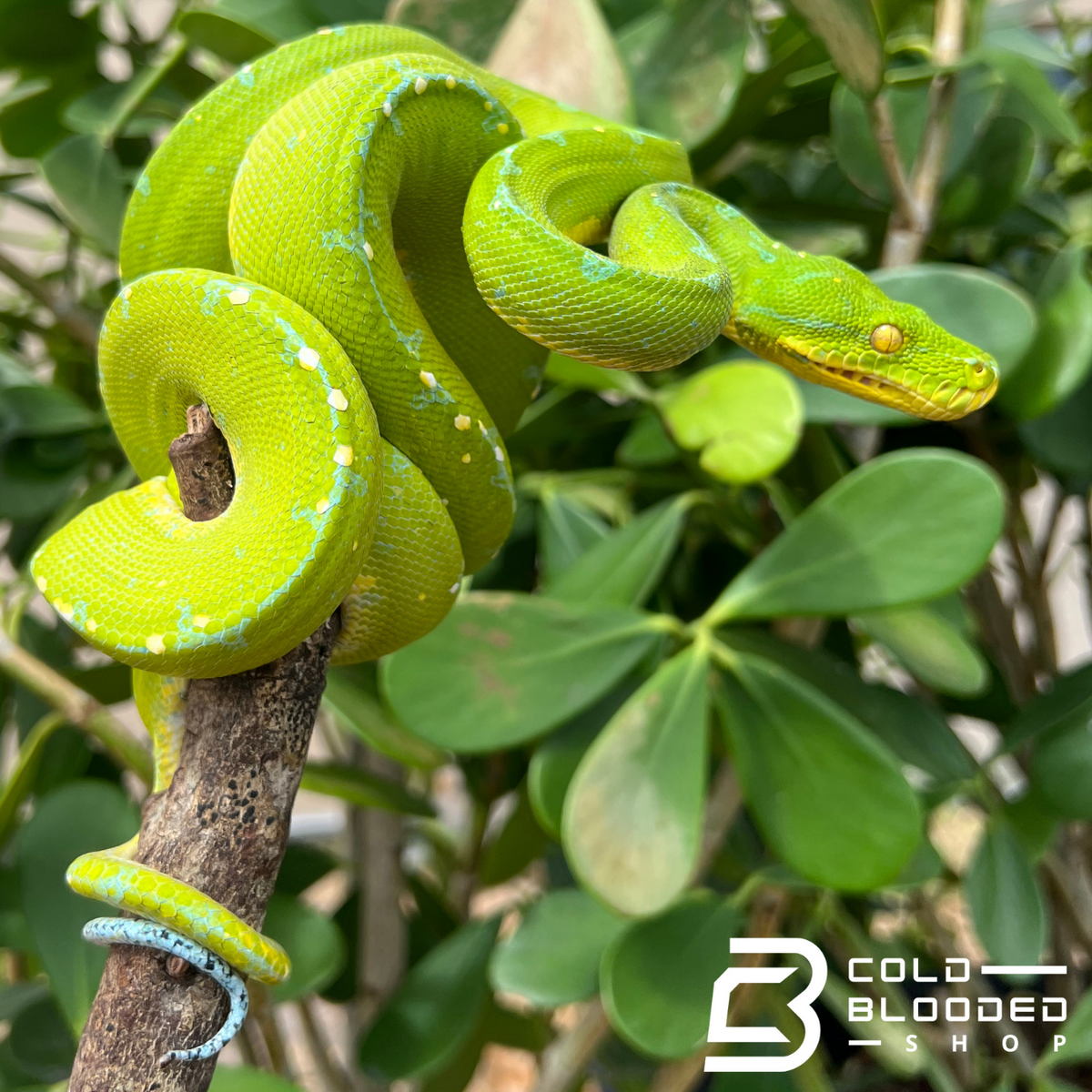 Green Tree Python - Cold Blooded Shop