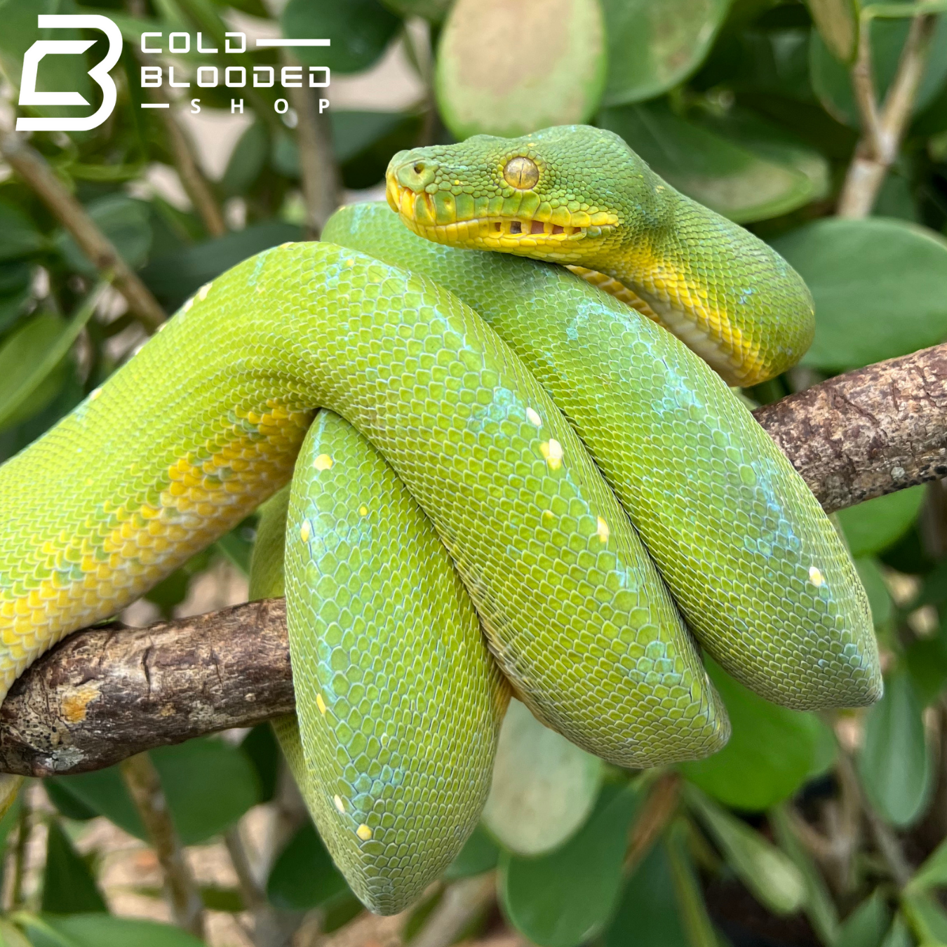 Green Tree Python - Cold Blooded Shop