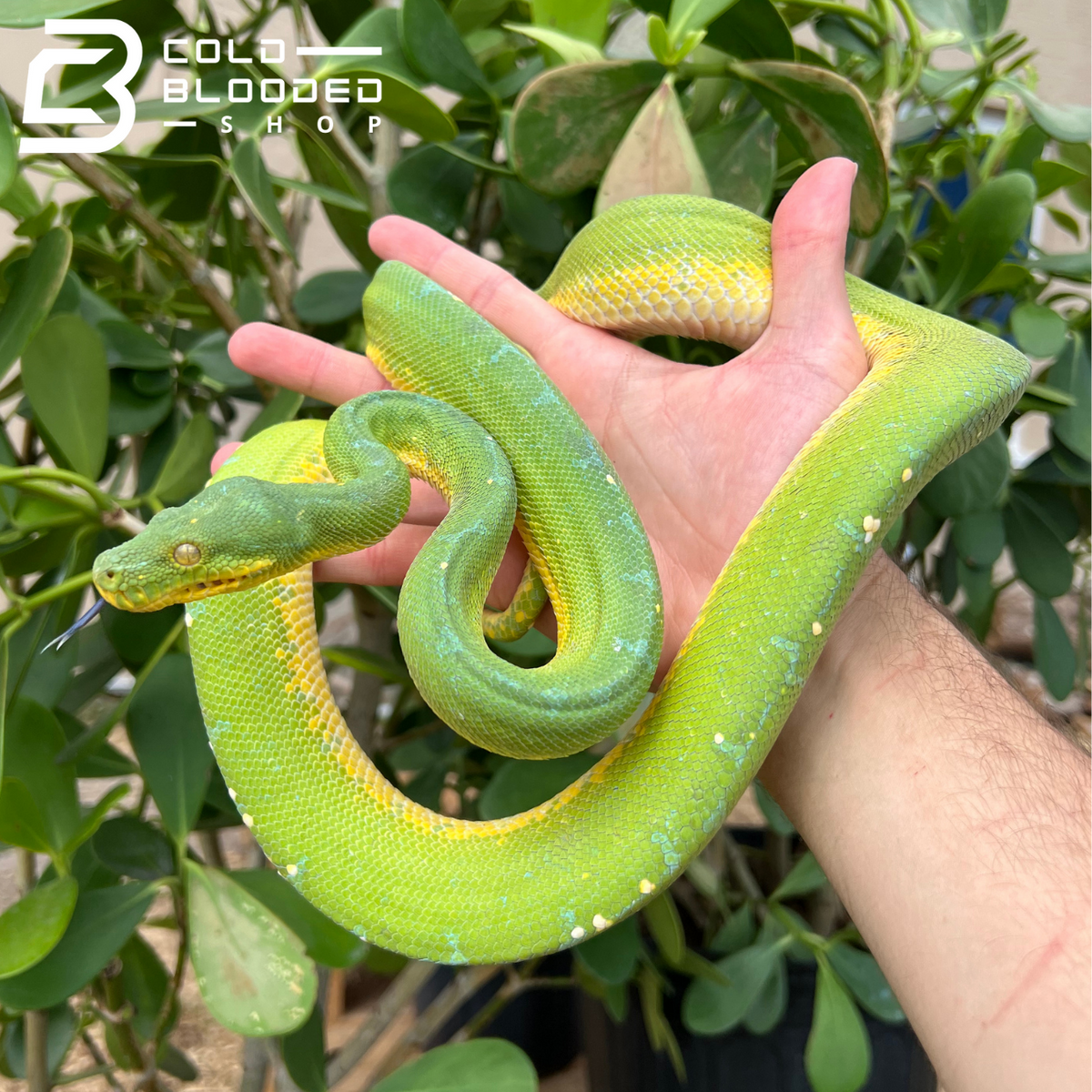 Green Tree Python - Cold Blooded Shop