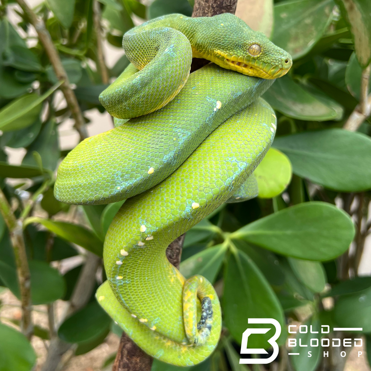 Green Tree Python - Cold Blooded Shop